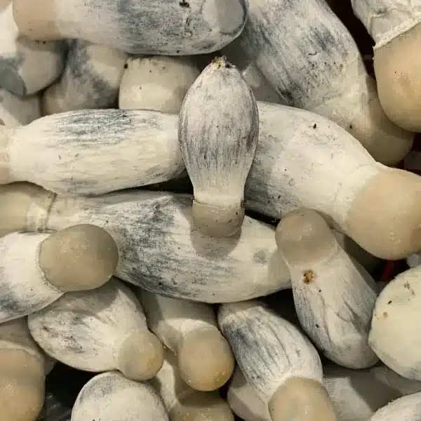 Order Ghost magic mushrooms in Canada