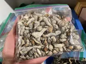 Order Ghost magic mushrooms in Canada