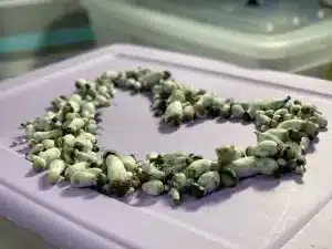 Ghost Magic Mushrooms - Image 3