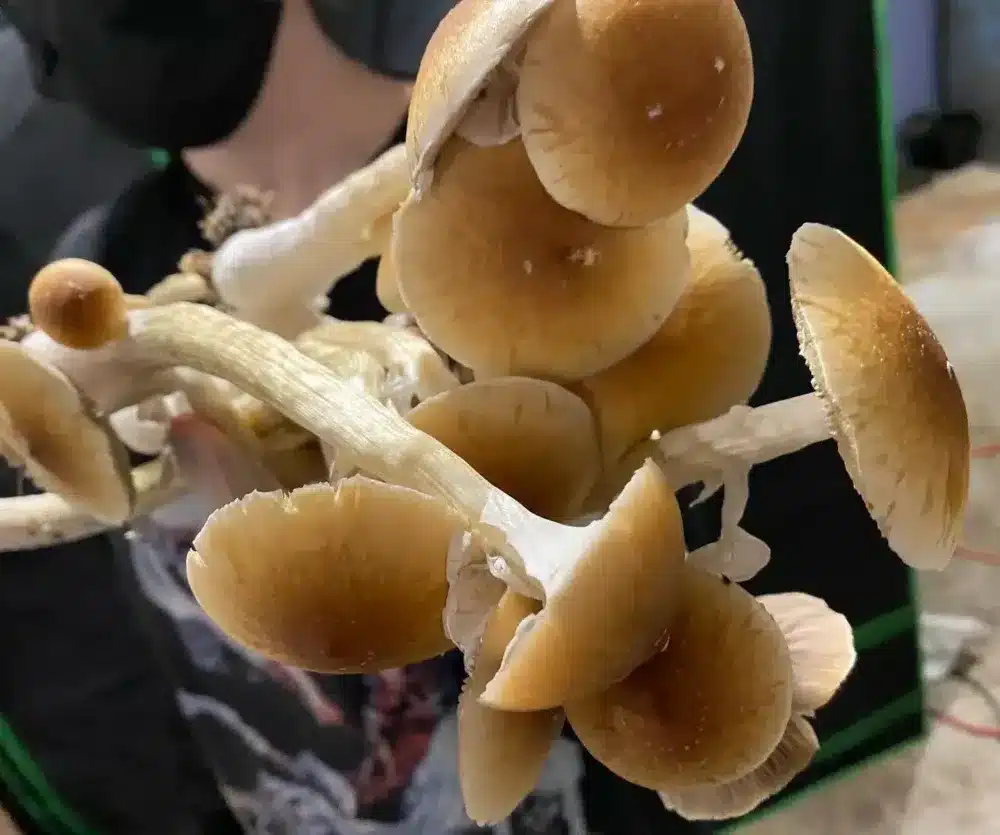 Buy Golden Teacher mushrooms in Canada