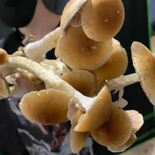 Buy Golden Teacher mushrooms in Canada