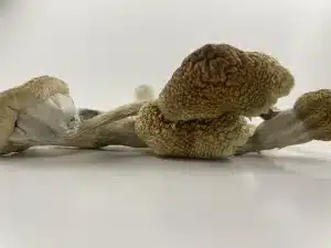 golden teacher magic mushroom