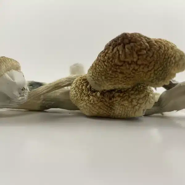 golden teacher magic mushroom