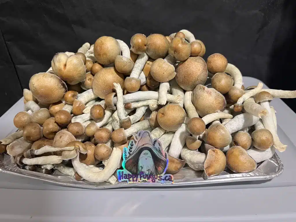melmac magic mushrooms