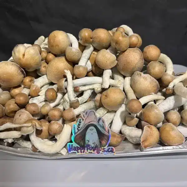 melmac magic mushrooms