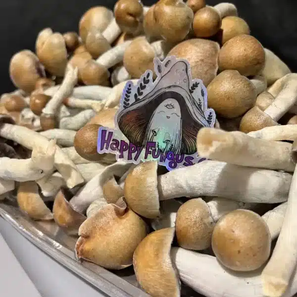 melmac magic mushrooms3 shroomsvip jpeg Shrooms Canada