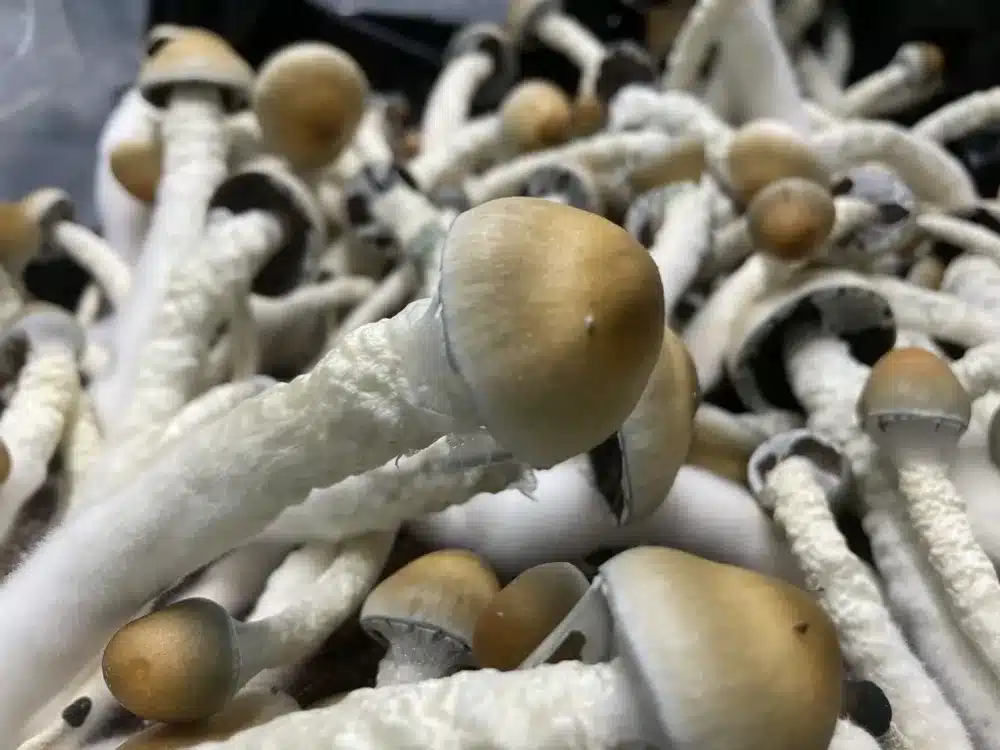 Buy strong Penis Envy magic mushrooms in Canada.