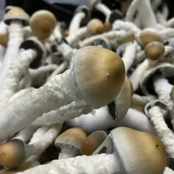 Buy strong Penis Envy magic mushrooms in Canada.