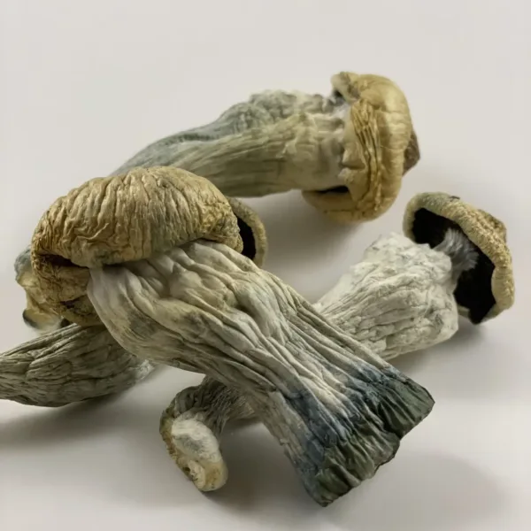 Penis Envy Magic Mushrooms