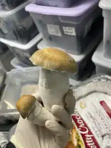 Buy strong Penis Envy magic mushrooms in Canada.