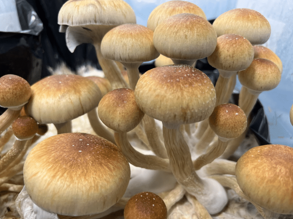 Buy Zstrain magic mushrooms Canada