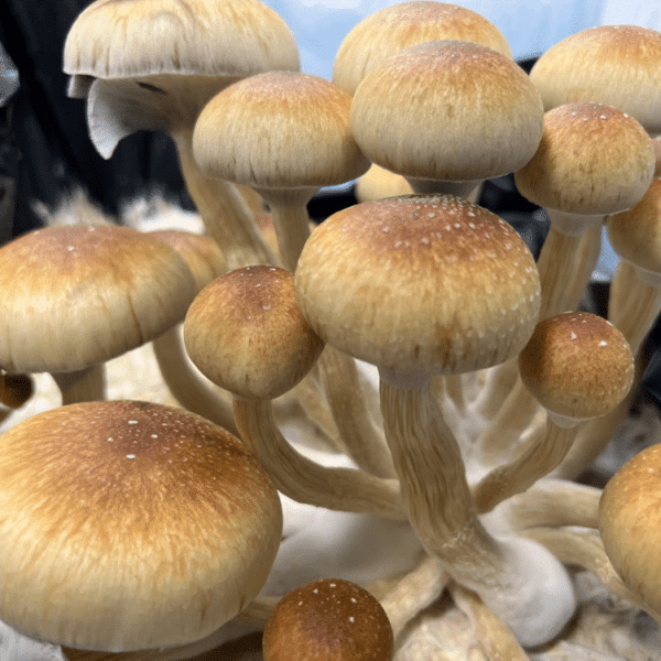 Buy Zstrain magic mushrooms Canada