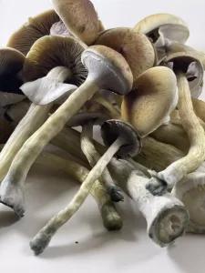 Buy Zstrain magic mushrooms Canada