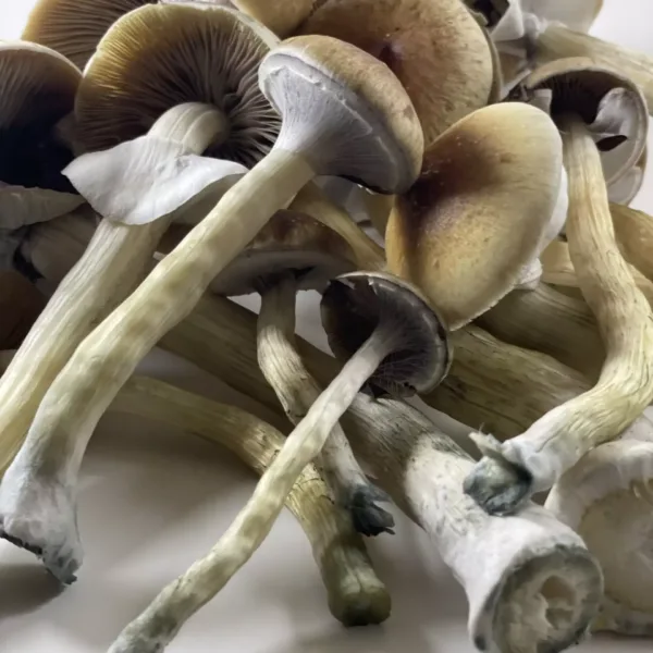 Buy Zstrain magic mushrooms Canada