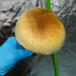Buy Zstrain magic mushrooms Canada