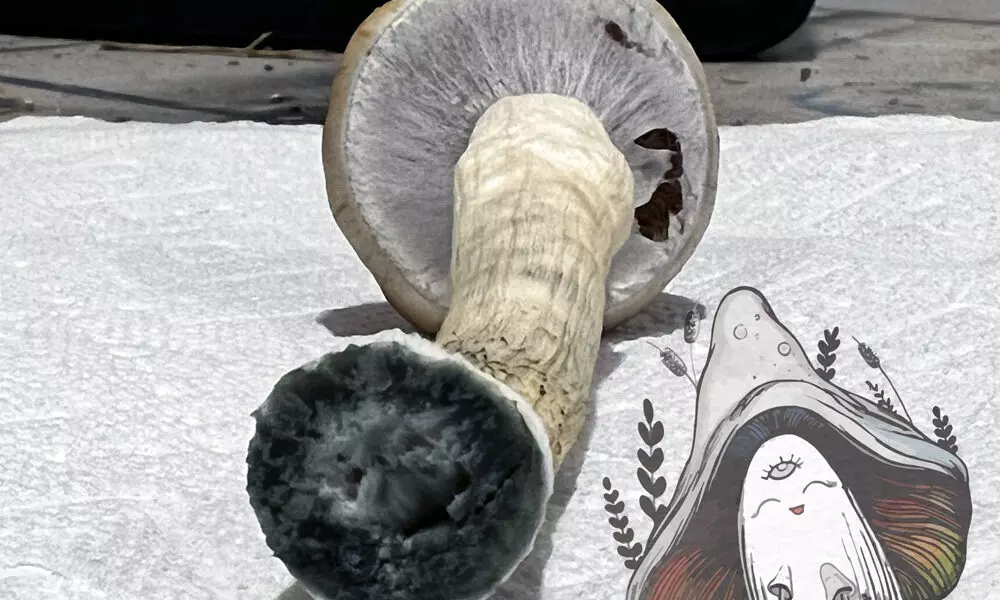 why are my magic mushrooms blue