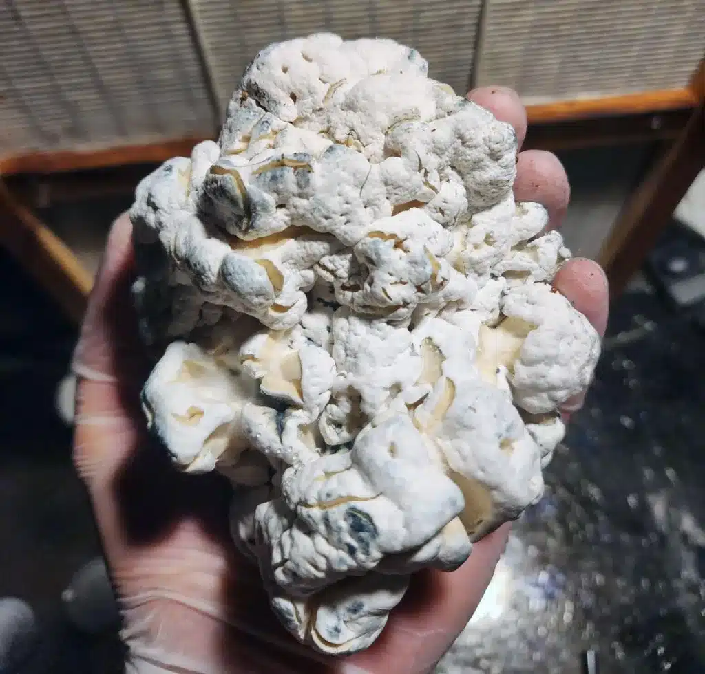 what are enigma mushrooms?