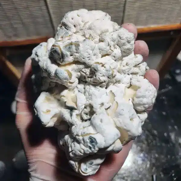 what are enigma mushrooms?