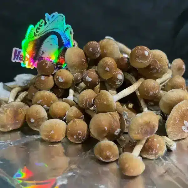 Shroom Reviews Canada Happy Fungus