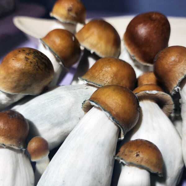 Code Blue Mushrooms